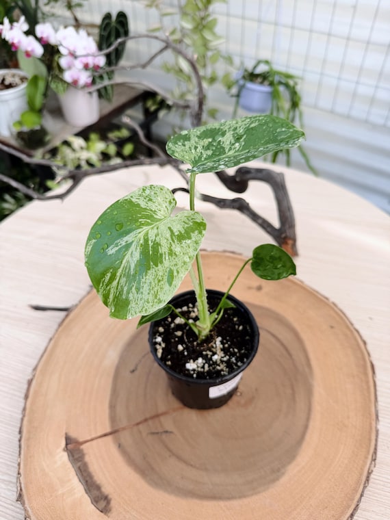 Monstera Bulbasaur Rare Live Plant | Collectible Pokemon-Inspired Houseplant | Unusual Indoor Tropical Plant