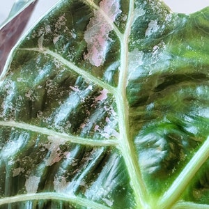 Alocasia Watsoniana Variegated Mother Plant image 3