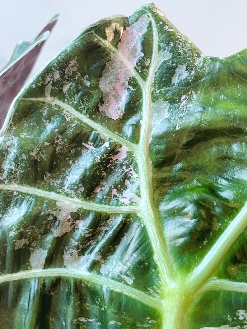 Alocasia Watsoniana Variegated Mother Plant image 3