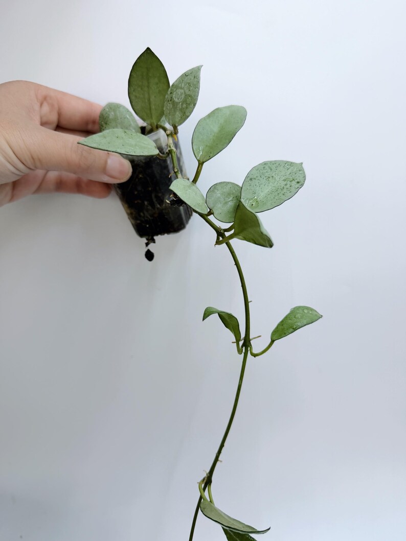 Leafecho Hoya Lacunosa - Thumbnail 2