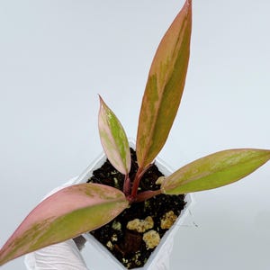 Philodendron Caramel Marble