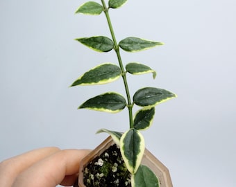 Hoya Bella Plant: Variegated Foliage - Compact Indoor Houseplant