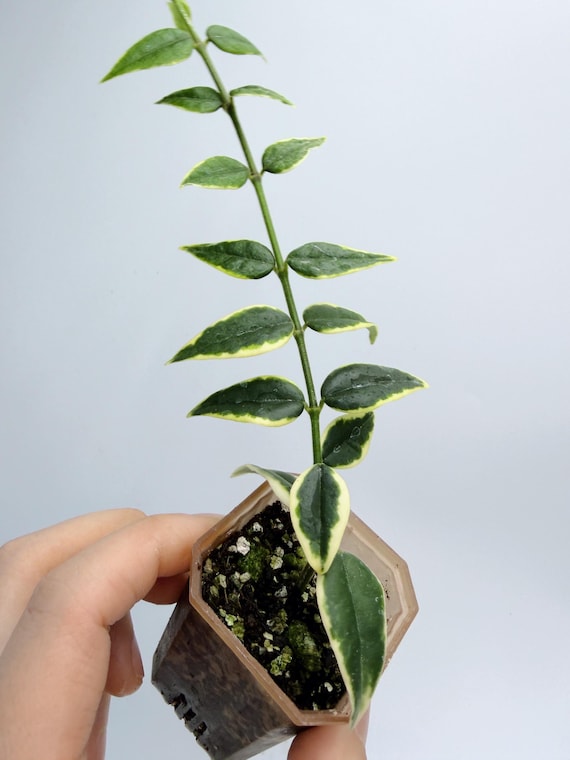 Hoya Bella Plant: Variegated Foliage - Compact Indoor Houseplant| Rooted Live Plant | Collector Houseplant | California Grown