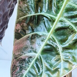 Alocasia Watsoniana Variegated Mother Plant image 2