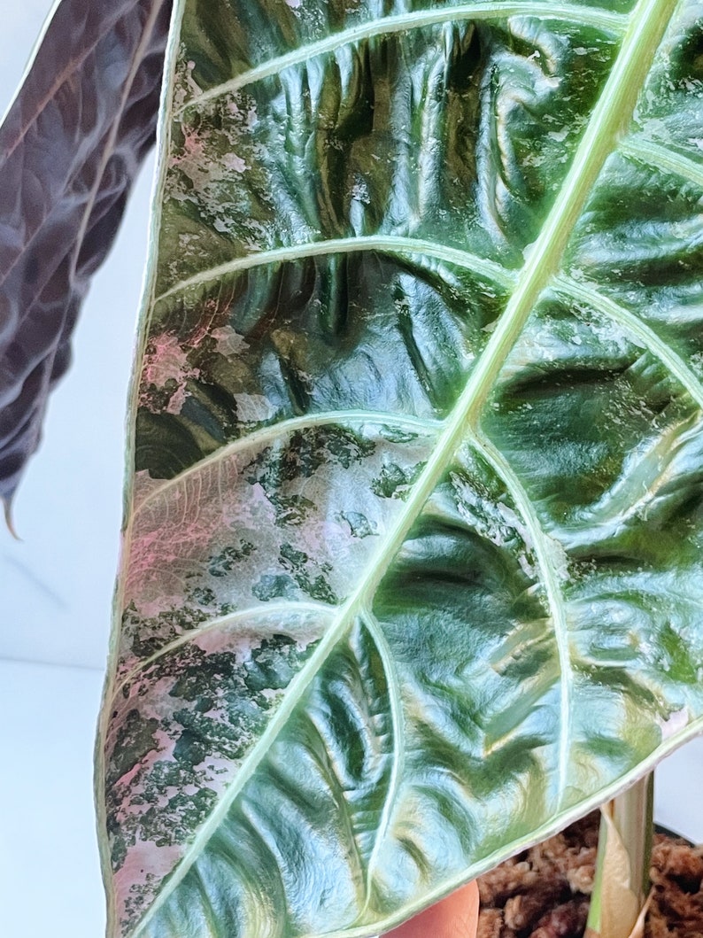 Alocasia Watsoniana Variegated Mother Plant image 2