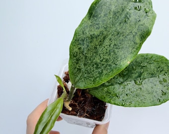 Rare Hoya Incrassata Silver, Tropical Indoor Plant (Compact Size)