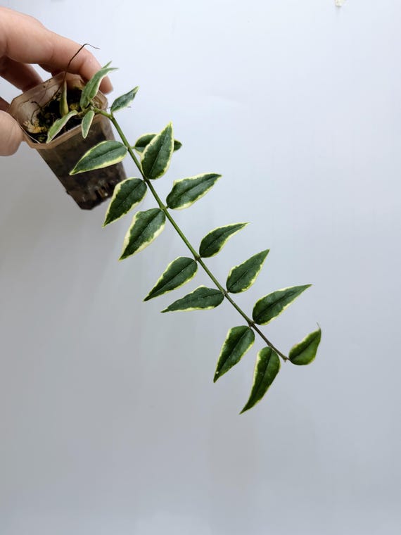 Variegated Hoya Bella Live Plant | Rare Silver Splash Hoya | Rooted Collector Houseplant | California Grown