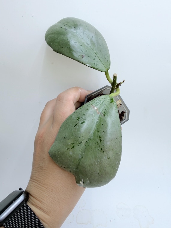 Hoya Chiang Dao Silver Plant: Rare Indoor Succulent (Silver Leaves)| Rooted Live Plant | Collector Houseplant | California Grown