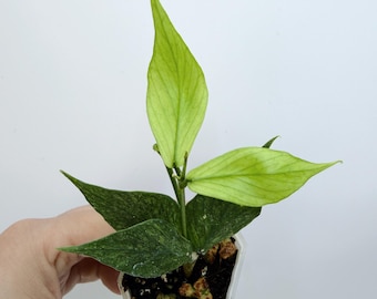 Hoya Polyneura Silver