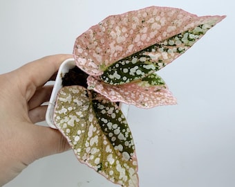 Snow Capped Begonia Plant: Variegated Leaves, Rare Houseplant