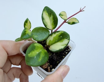 Hoya Mathilde Inner Variegated| Rooted Live Plant | Collector Houseplant | California Grown