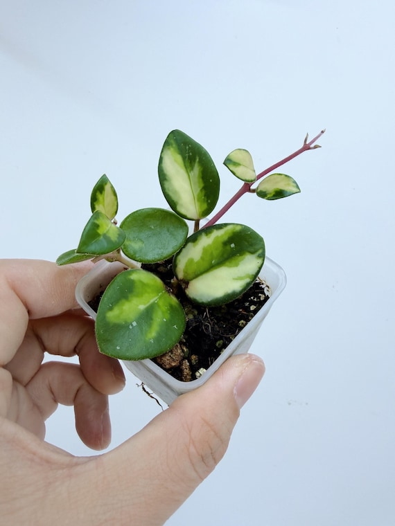 Rare Hoya Mathilde Inner Variegated Live Plant | Splashy Vine | Rooted Collector Houseplant