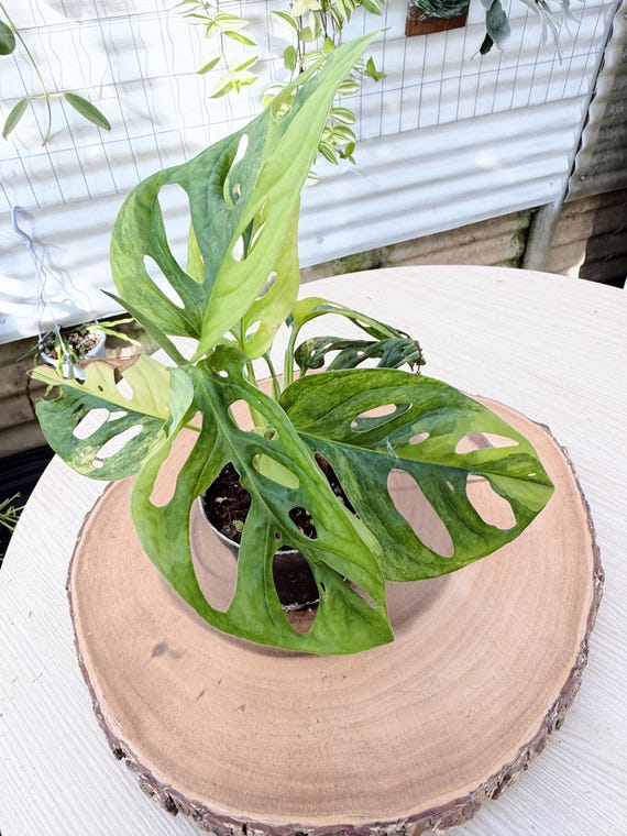 Monstera Adansonii Aurea| Rooted Live Plant | Collector Houseplant | California Grown