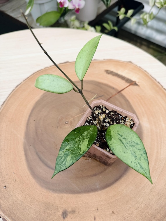 Rare Hoya Snow Cui Plant: Silver Leaves, Indoor Houseplant| Rooted Live Plant | Collector Houseplant | California Grown