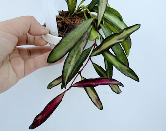 Hoya Kentiana Plant: Variegated Leaves - Easy Care Indoor Vine| Rooted Live Plant | Collector Houseplant | California Grown