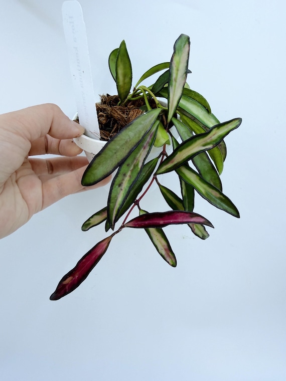 Hoya Kentiana Live Plant | Rare Narrow Leaf Trailing Hoya | Rooted Collector Houseplant | California Grown