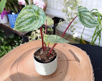 Variegated Watermelon Peperomia Live Plant | Rare Variegated Peperomia | Rooted Collector Houseplant | California Grown