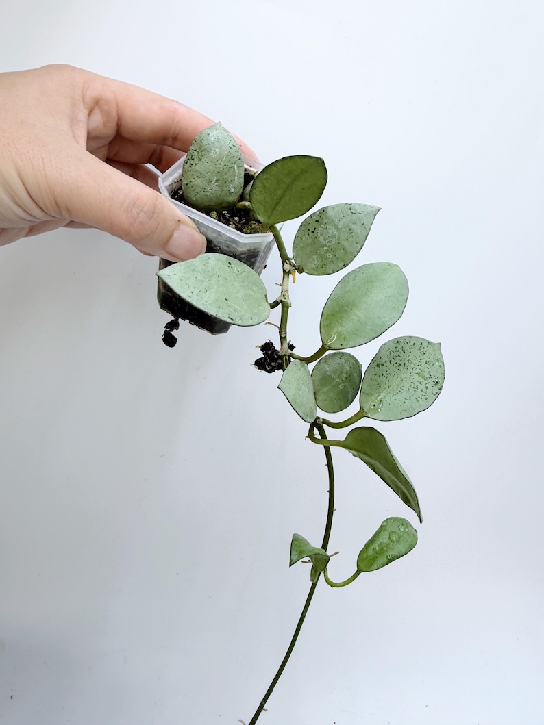Leafecho Hoya Lacunosa
