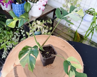 Variegated Rhaphidophora Tetrasperma Live Plant | Rare Mini Monstera | Rooted Collector Houseplant | California Grown