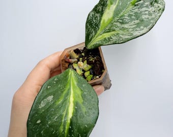 Rare Hoya Obovata, Splash Variegated Leaves (Compact Indoor Plant)