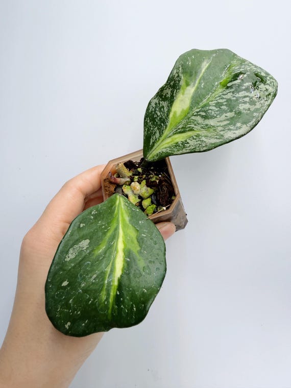 Rare Hoya Obovata, Splash Variegated Leaves (Compact Indoor Plant)| Rooted Live Plant | Collector Houseplant | California Grown