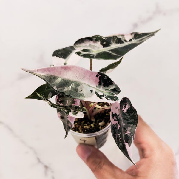 Alocasia Bambino Pink