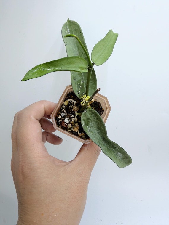 Hoya Pandurata Silver| Rooted Live Plant | Collector Houseplant | California Grown