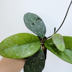 Hoya Lacunosa Silver Full Moon - Etsy