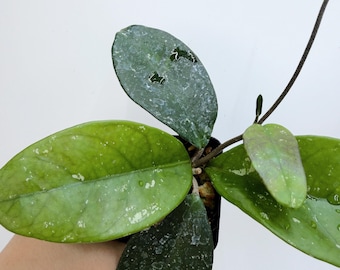 Hoya Carnosa
