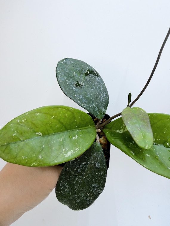 Hoya Carnosa| Rooted Live Plant | Collector Houseplant | California Grown