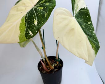 Philodendron Gloriosum: Variegated Leaves - Easy Care Indoor Plant