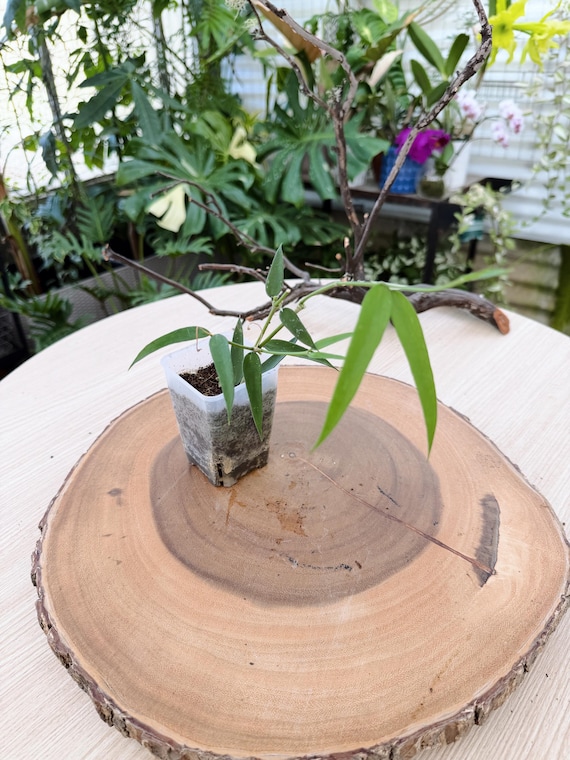 Rare Hoya Burmanica Live Plant | Rooted Hoya Vine Collector Houseplant | Indoor Plant