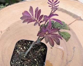 Solanum Uleanum