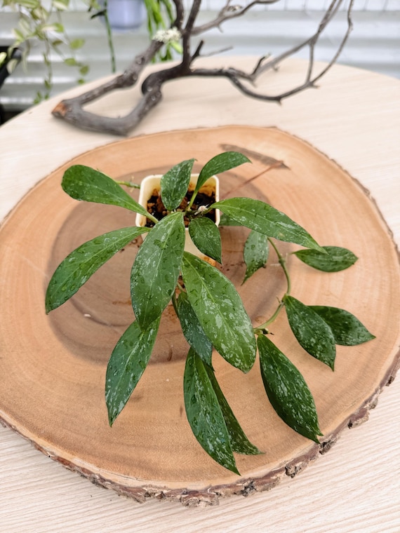 Hoya Walliniana Splash Live Plant | Rare Speckled Hoya | Rooted Collector Houseplant | California Grown
