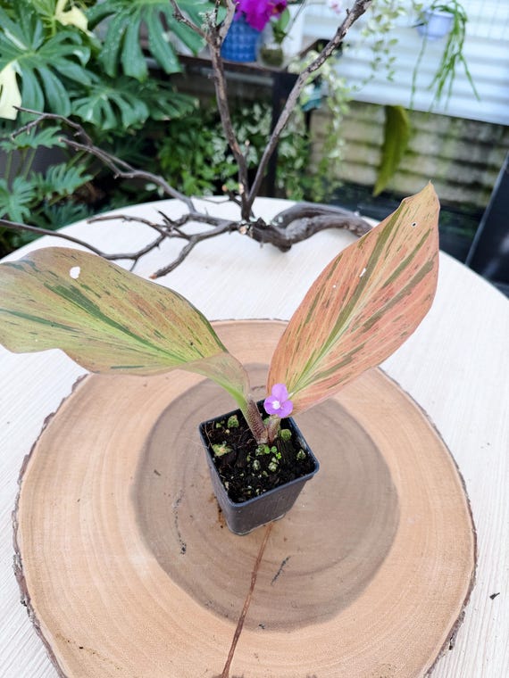 Rare Kaempferia Pulchra Variegated Live Plant | Variegated Ginger | Rooted Collector Houseplant