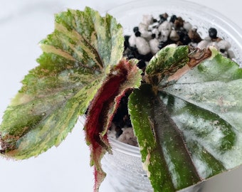 Begonia Ginny Galaxy Variegated