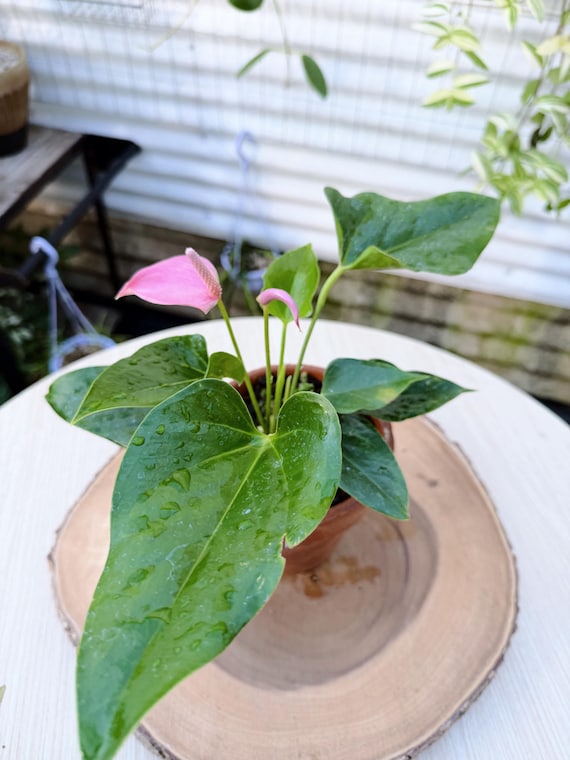 Anthurium Lilli Pink