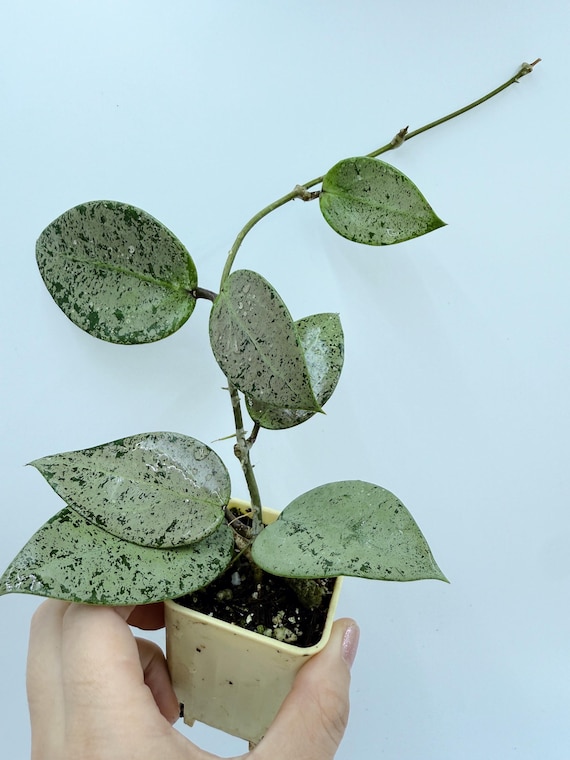 Rare Hoya Verticillata Heart Leaves Silver Live Plant | Silver Splash Hoya | Rooted Houseplant