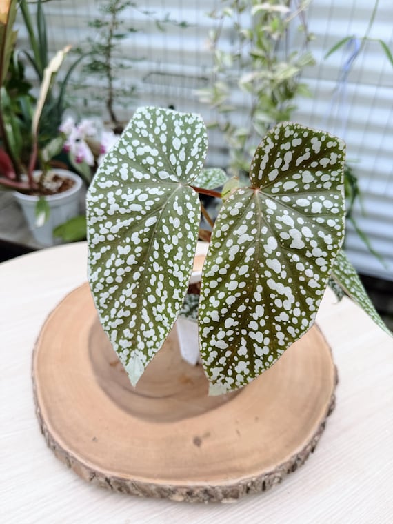Snow Capped Begonia Live Plant | Rare Non-Variegated Green Form | Rooted Collector Houseplant | California Grown