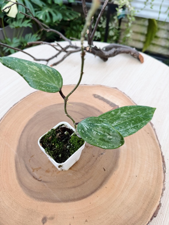Hoya Rangsan Splash| Rooted Live Plant | Collector Houseplant | California Grown