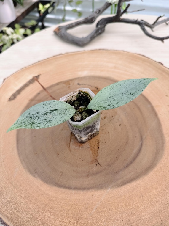 Rare Hoya Coriacea Silver Live Plant | Silver Splash Hoya with Thick Leaves | Rooted Collector Houseplant | California Grown