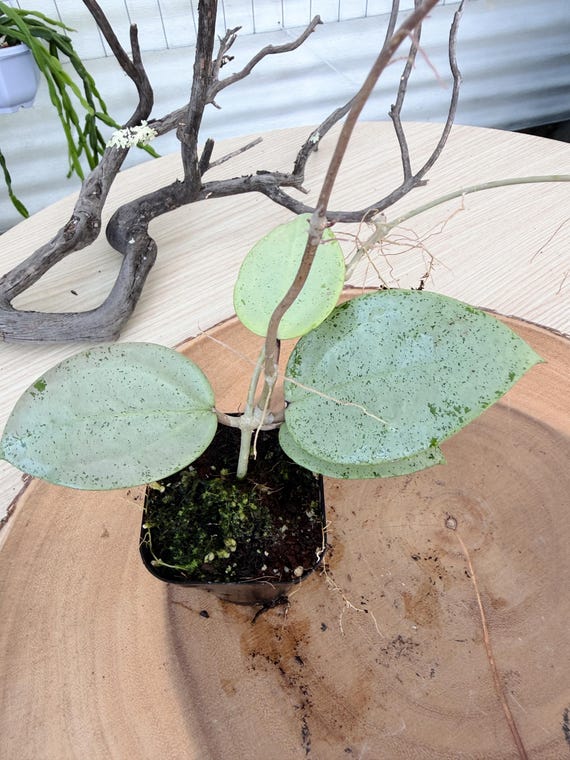 Hoya Verticillata Heart Leaves Silver Live Plant | Rare Silver Hoya | Rooted Houseplant