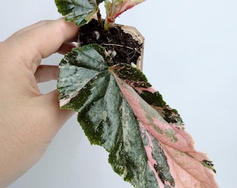 Begonia Ginny Galaxy Variegated