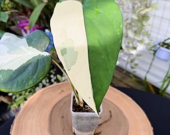 Syngonium Chiapense Variegated Live Plant | Rare Variegated Syngonium | Rooted Collector Houseplant | California Grown