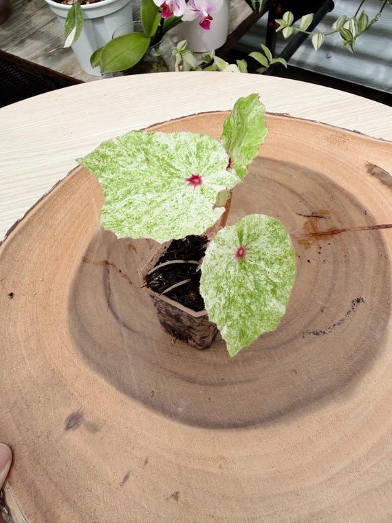 Begonia Rouge Variegated Live Plant | Rare Pink Variegated Begonia | Rooted Collector Houseplant | California Grown