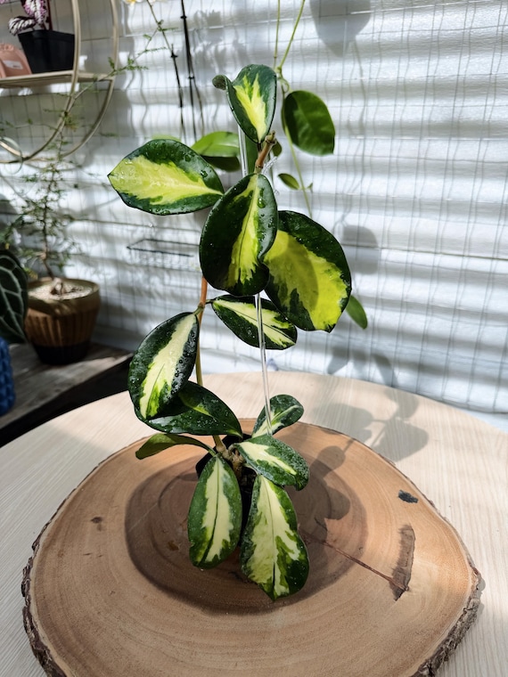 Hoya Diversifolia Maharani Variegata Live Plant | Rare Variegated Rooted Hoya | Collector Houseplant | California Grown