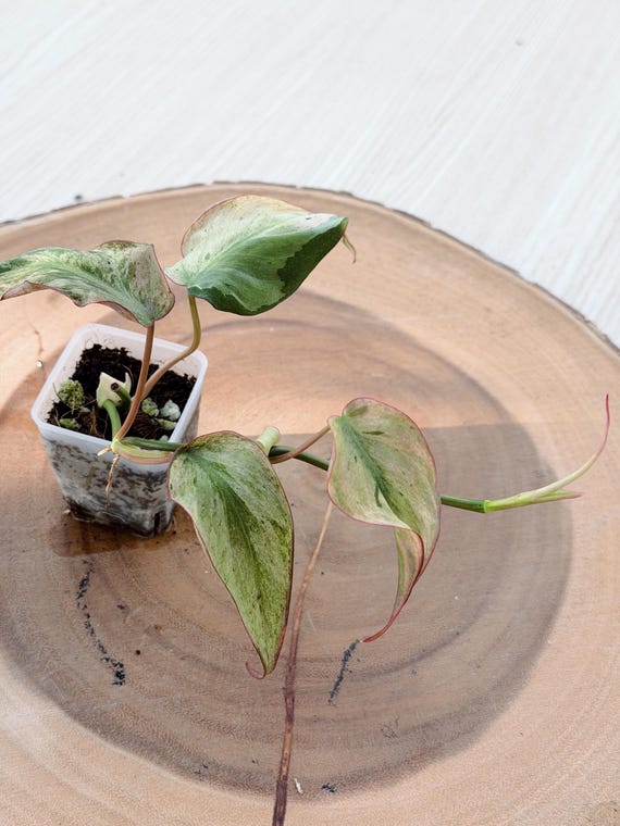 Philodendron Mican Mint Variegated| Rooted Live Plant | Collector Houseplant | California Grown