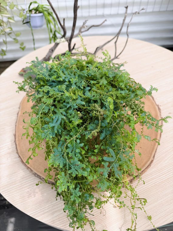 Selaginella Uncinata Rainbow Fern Live Plant | Rare Iridescent Blue Fern | Collector Houseplant California Grown