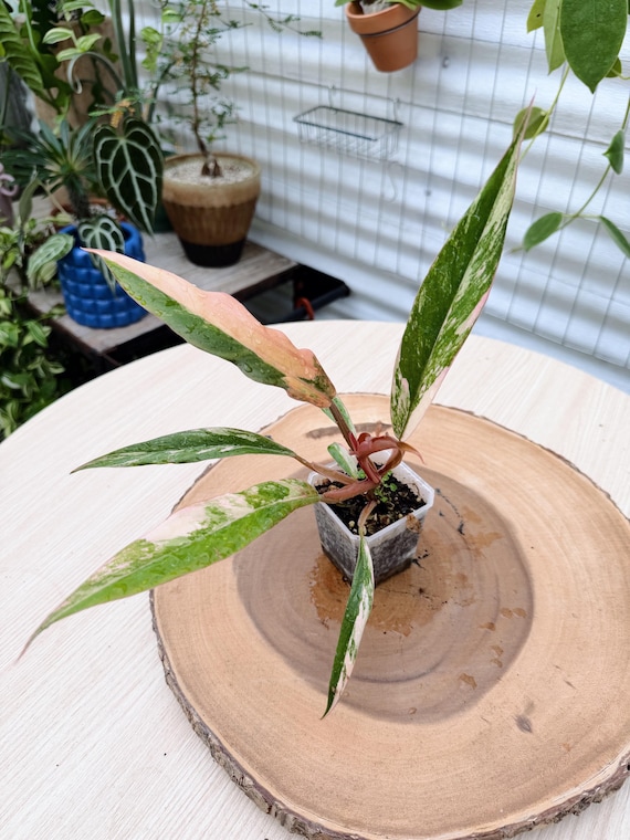 Philodendron Caramel Marble| Rooted Live Plant | Collector Houseplant | California Grown