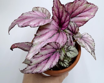 Begonia Rex 'Hugh McLauchlan'